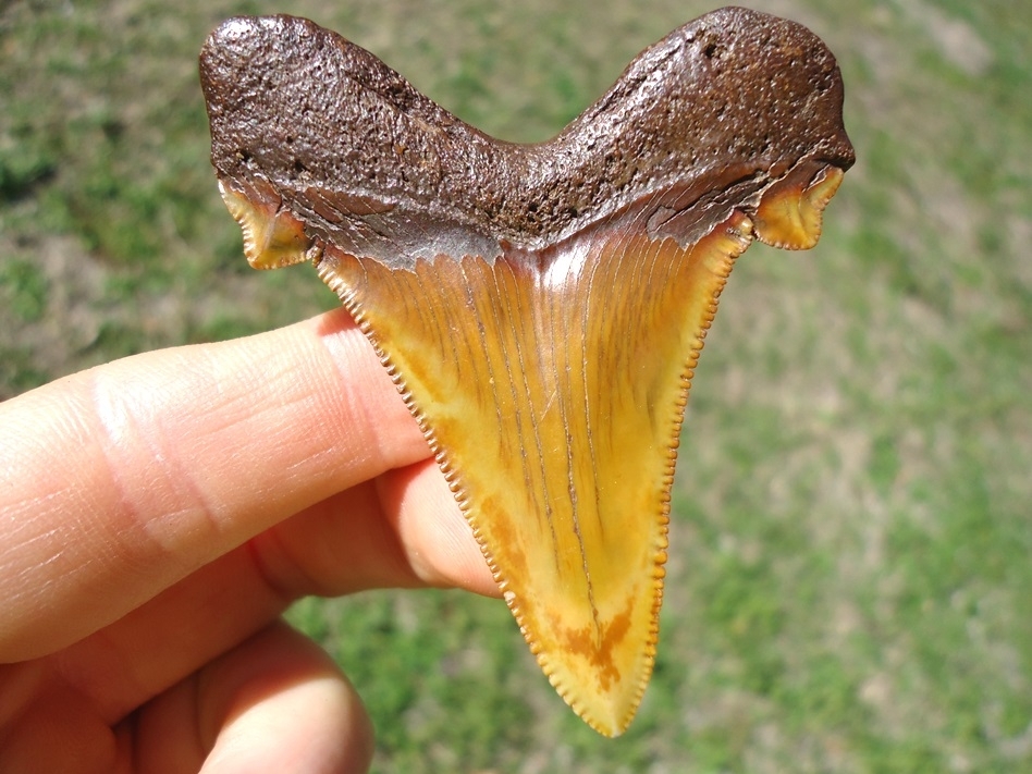 Large image 1 Top Quality Colorful Suwannee River Auriculatus Shark Tooth