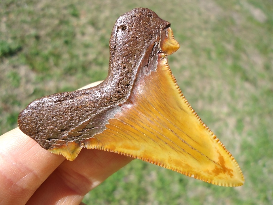 Large image 2 Top Quality Colorful Suwannee River Auriculatus Shark Tooth