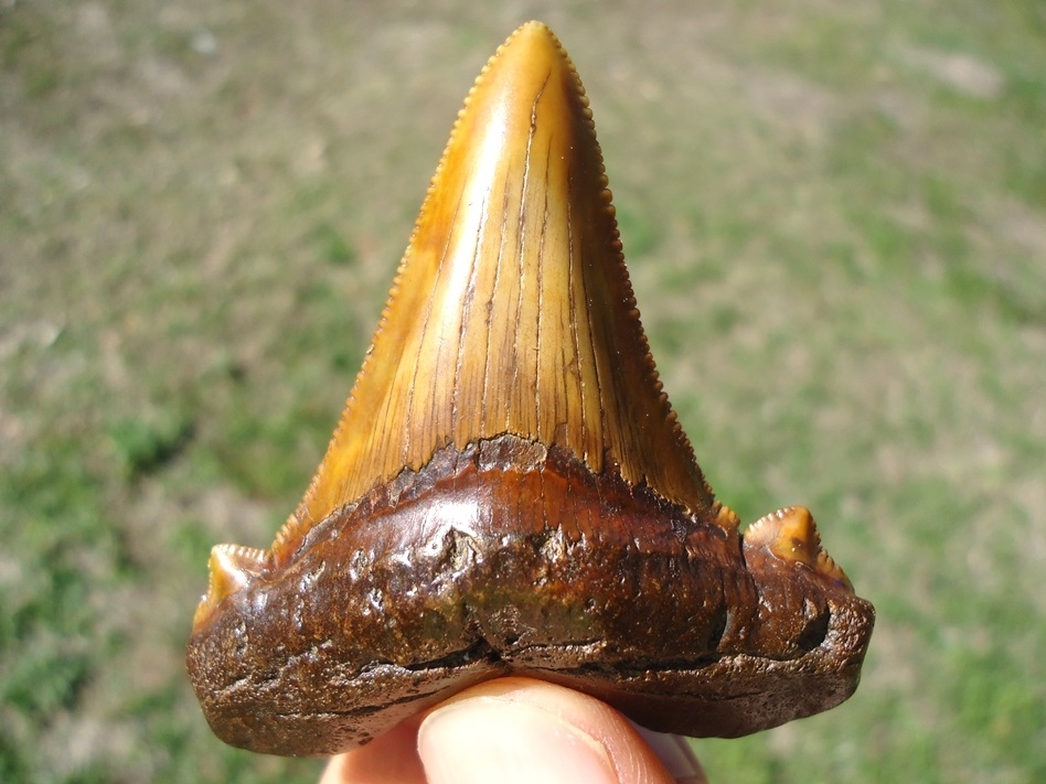 Large image 6 Top Quality Colorful Suwannee River Auriculatus Shark Tooth