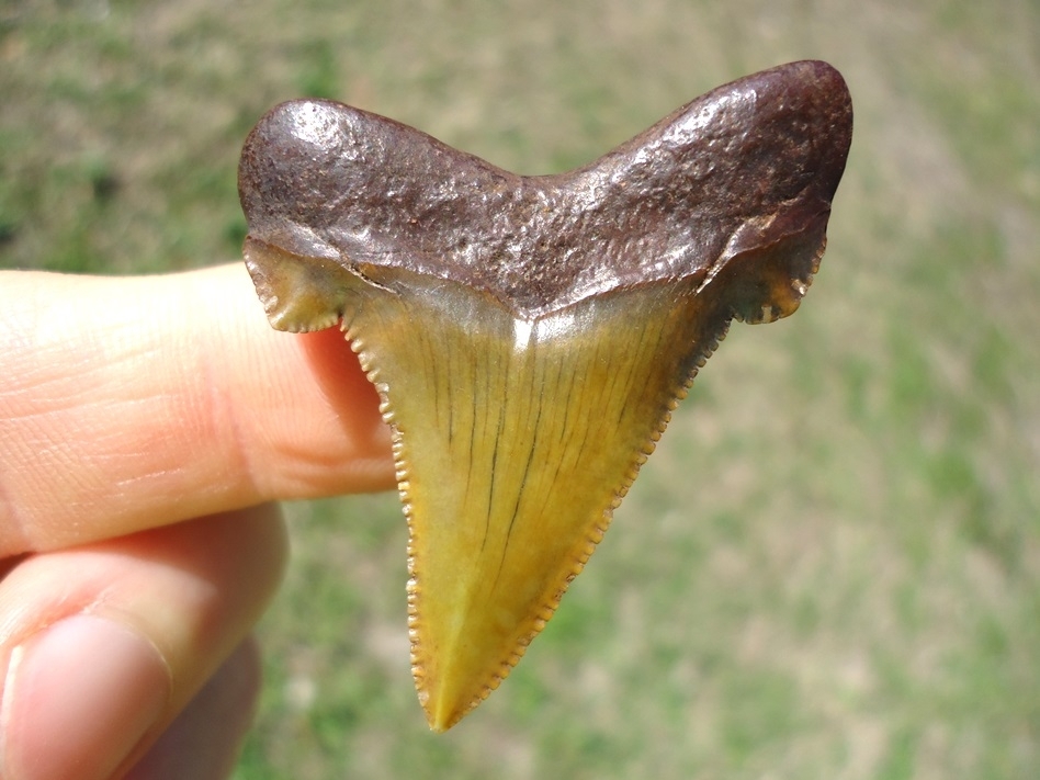 Large image 1 Top Quality Green Suwannee River Auriculatus Shark Tooth