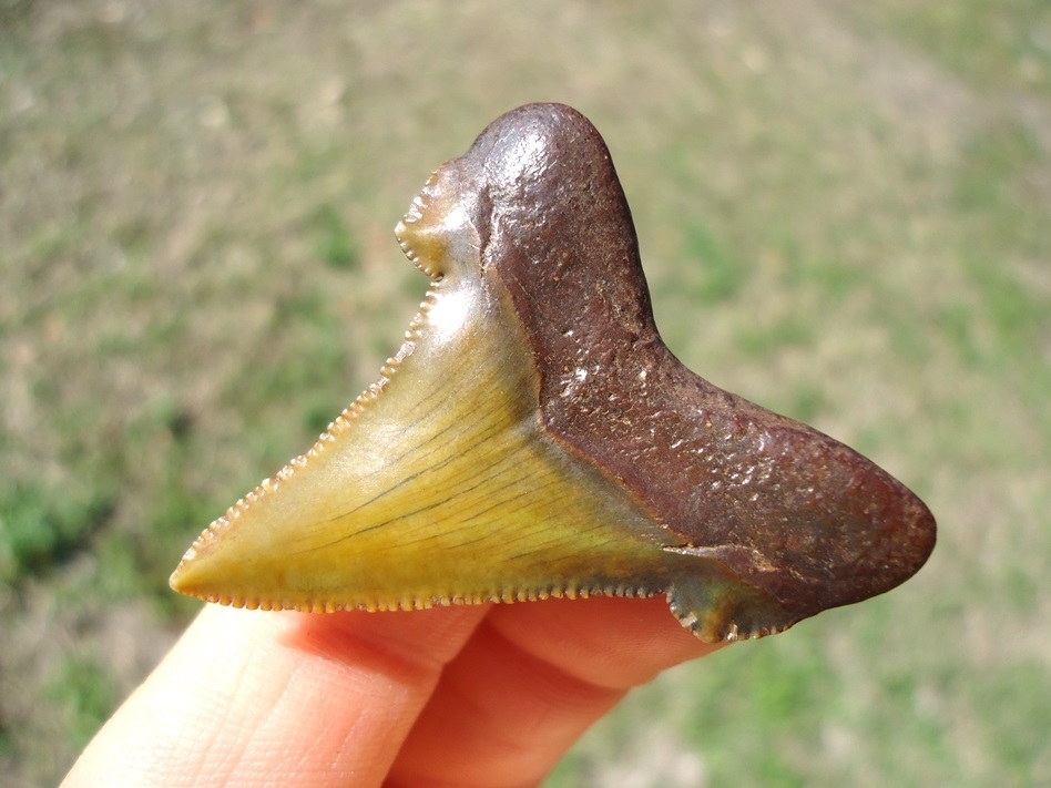 Large image 3 Top Quality Green Suwannee River Auriculatus Shark Tooth