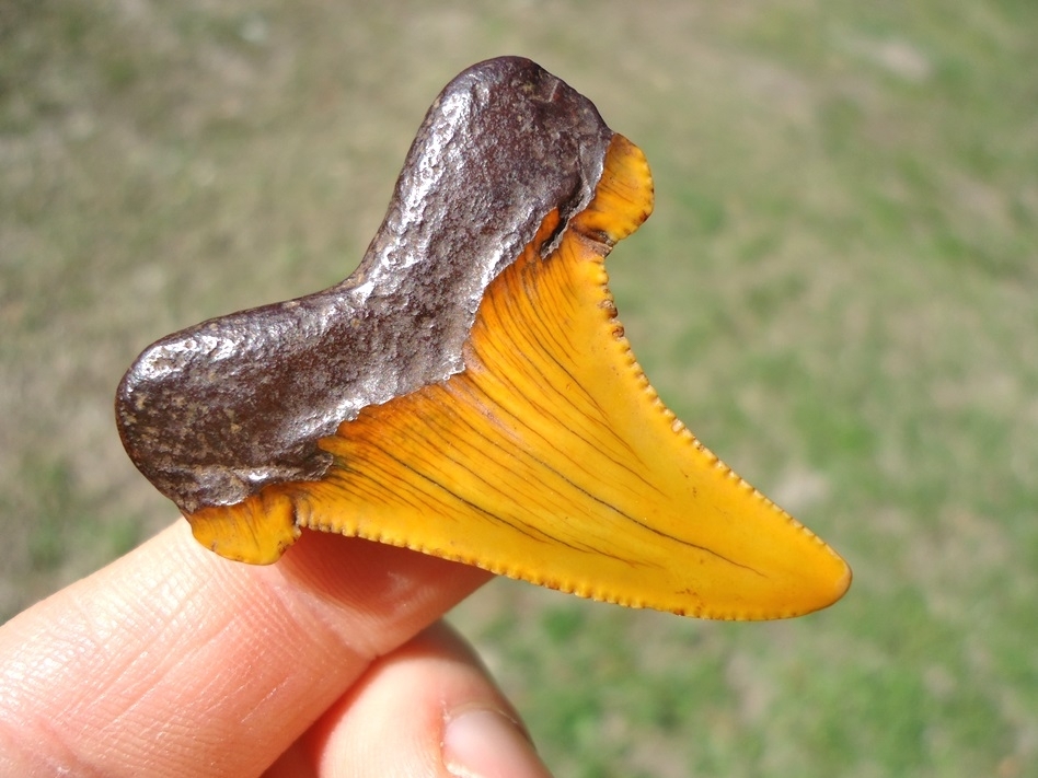 Large image 3 Atomic Orange Suwannee River Auriculatus Shark Tooth