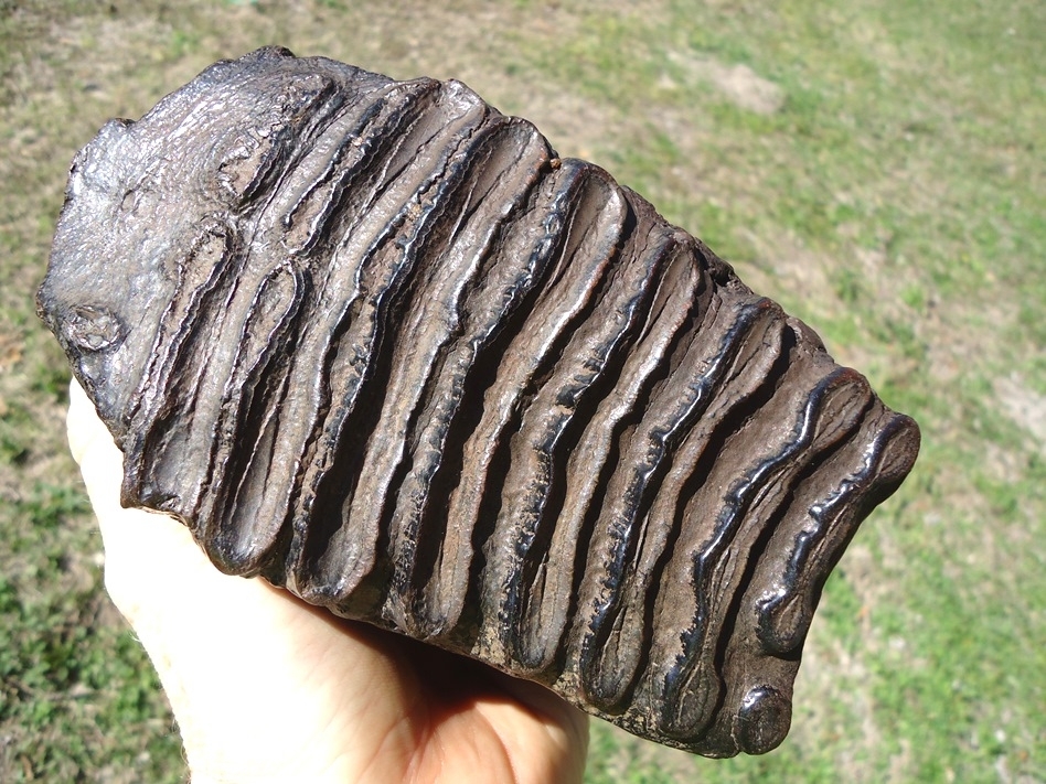 Large image 1 Attractive Glossy Black Suwannee River Mammoth Tooth