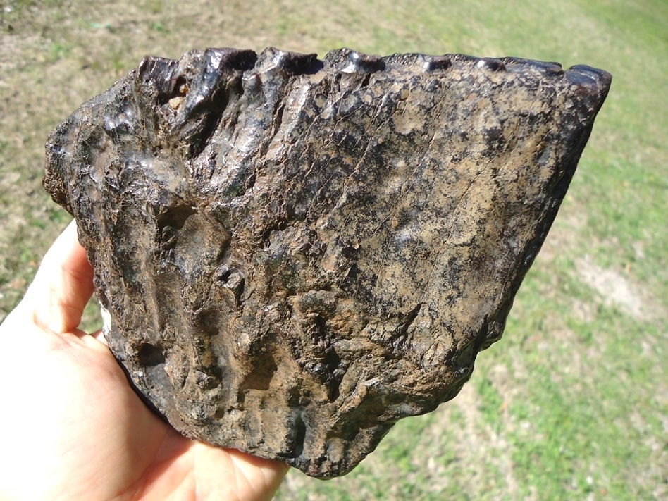 Large image 2 Attractive Glossy Black Suwannee River Mammoth Tooth