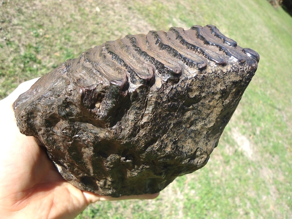 Large image 4 Attractive Glossy Black Suwannee River Mammoth Tooth