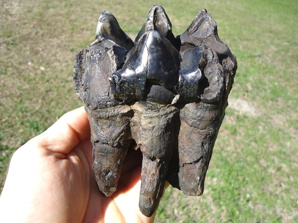 Large image 1 Bargain Price Rooted Mastodon Tooth with Massive Cavity