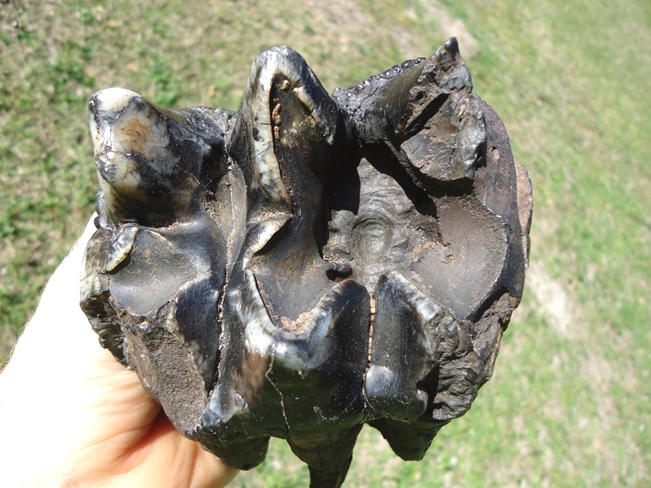 Large image 2 Bargain Price Rooted Mastodon Tooth with Massive Cavity