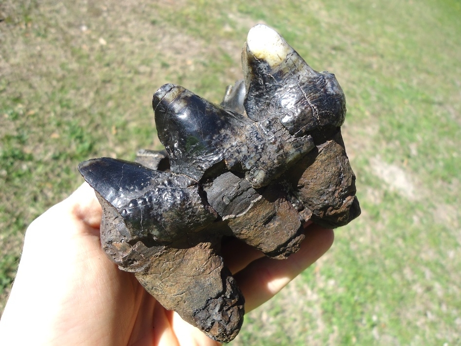 Large image 4 Bargain Price Rooted Mastodon Tooth with Massive Cavity