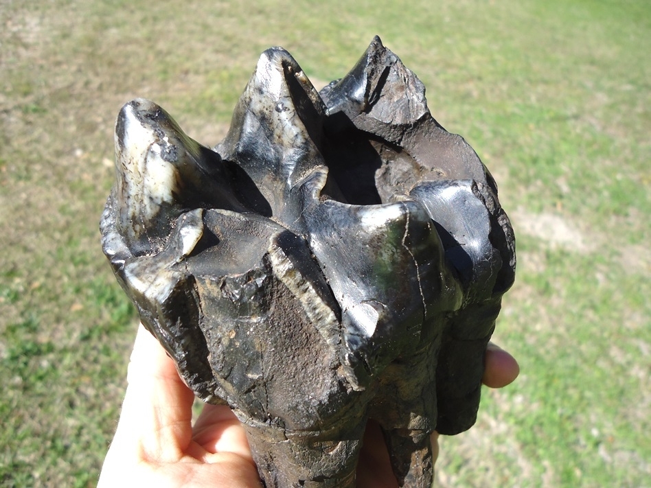 Large image 5 Bargain Price Rooted Mastodon Tooth with Massive Cavity
