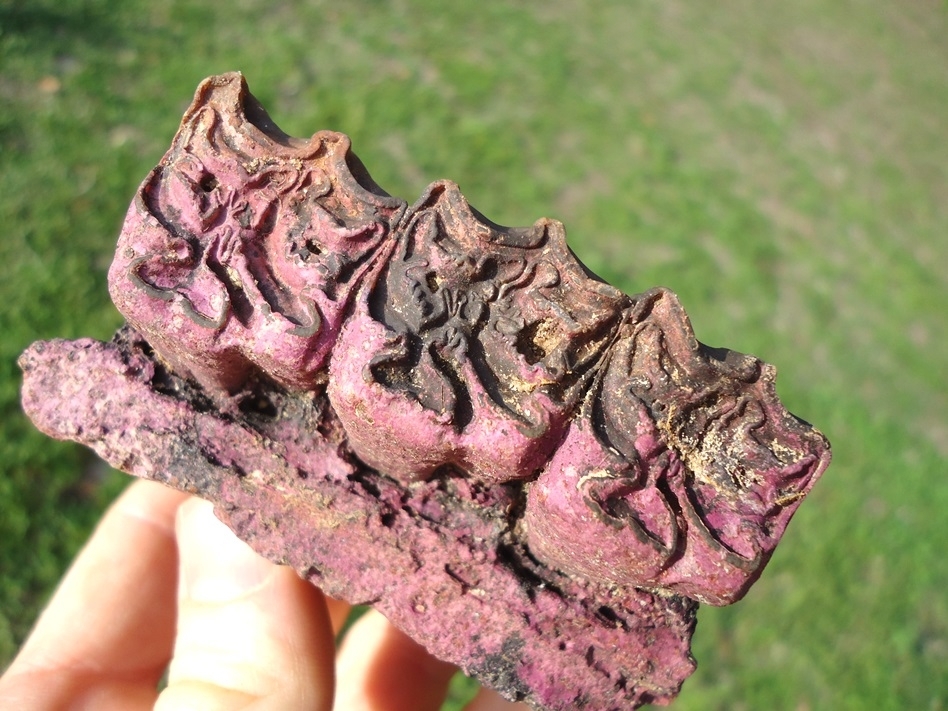 Large image 2 One-of-a-kind Purple Section of Horse Maxilla