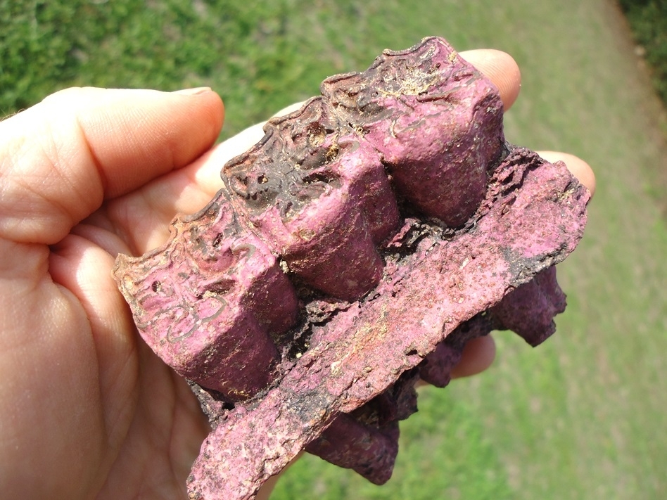 Large image 3 One-of-a-kind Purple Section of Horse Maxilla