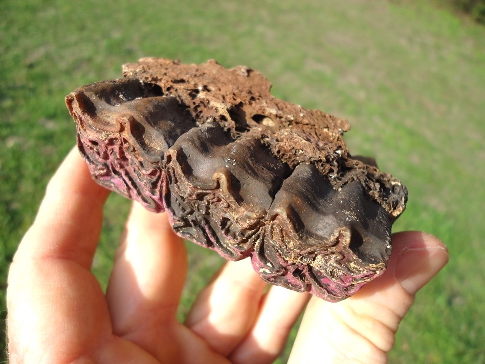 Large image 5 One-of-a-kind Purple Section of Horse Maxilla