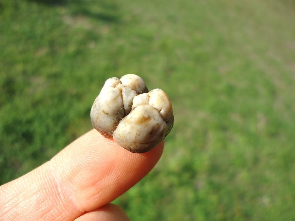 Large image 3 Choice Peccary Molar