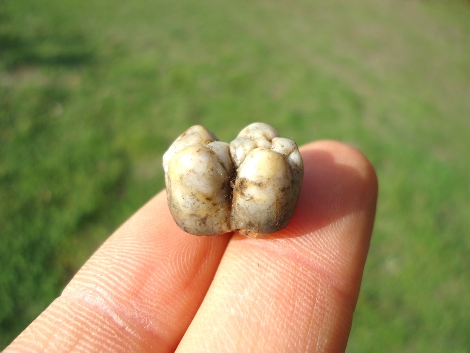 Large image 1 Choice Peccary Molar