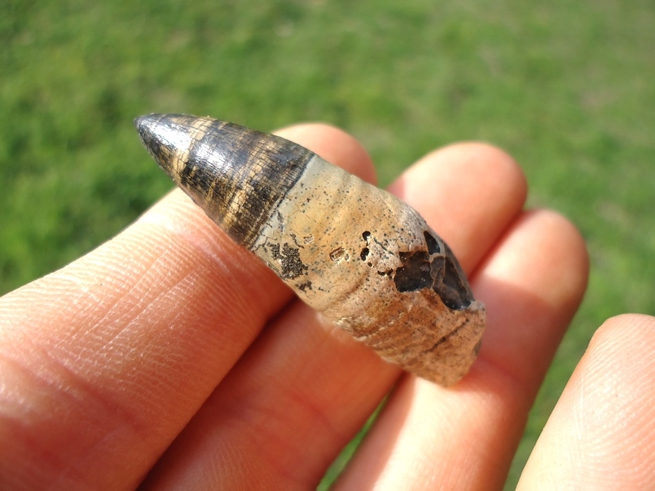 Large image 1 Rooted Alligator Tooth with Replacement Tooth in Root