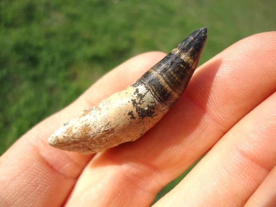 Large image 2 Rooted Alligator Tooth with Replacement Tooth in Root