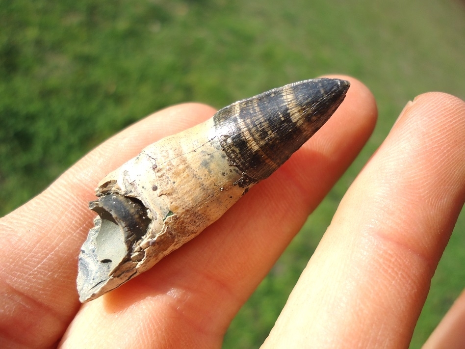 Large image 3 Rooted Alligator Tooth with Replacement Tooth in Root