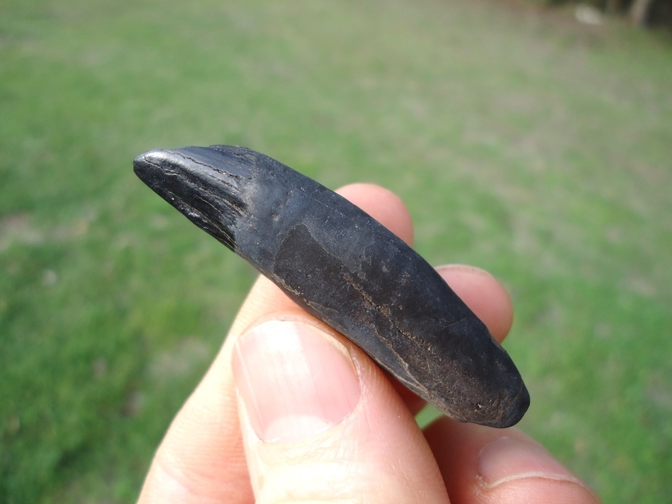 Large image 1 Nice Glossy Black Tapir Canine