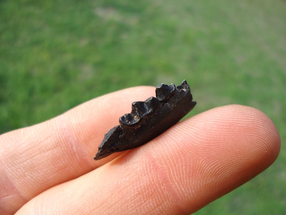 Large image 2 Rare American Mink Mandible with Two Teeth