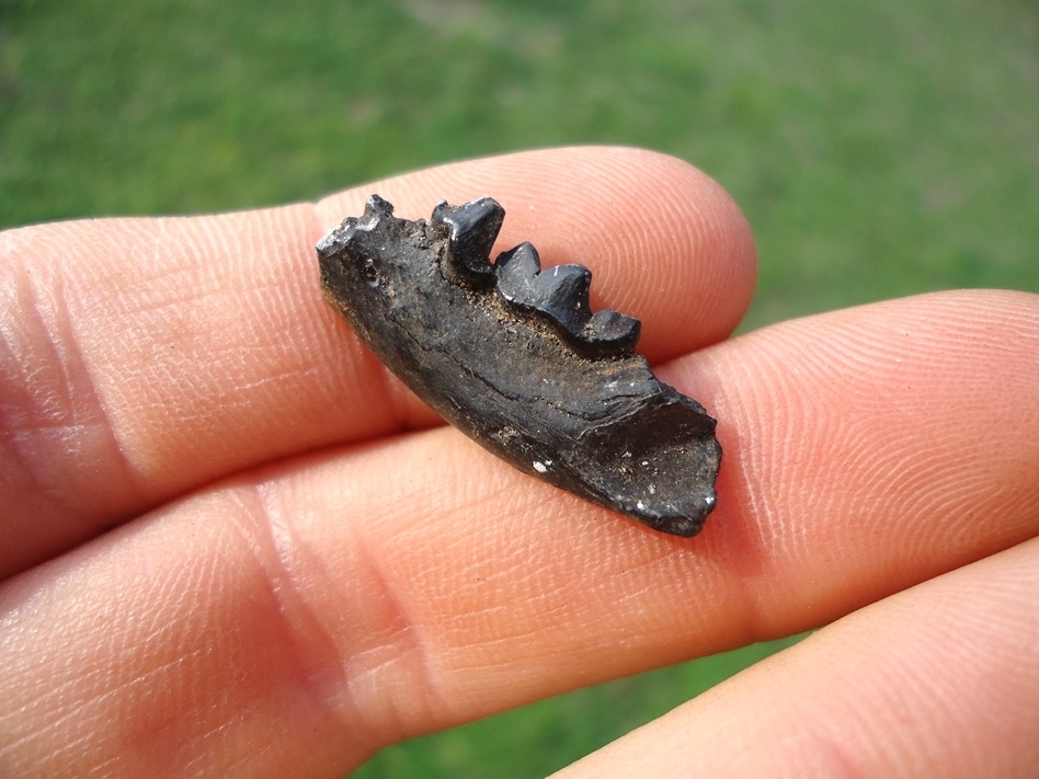 Large image 3 Rare American Mink Mandible with Two Teeth