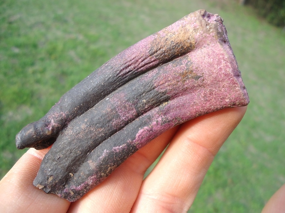 Large image 1 Gorgeous Purple Horse Tooth