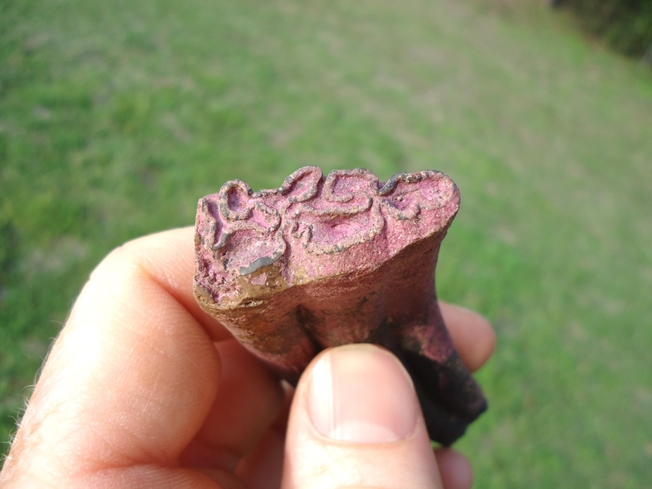 Large image 2 Gorgeous Purple Horse Tooth