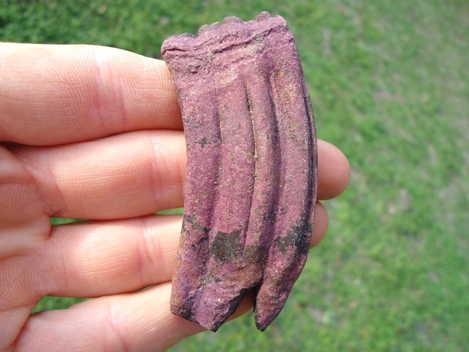 Large image 3 Gorgeous Purple Horse Tooth