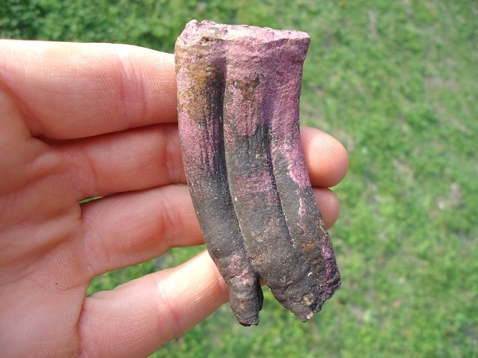 Large image 4 Gorgeous Purple Horse Tooth