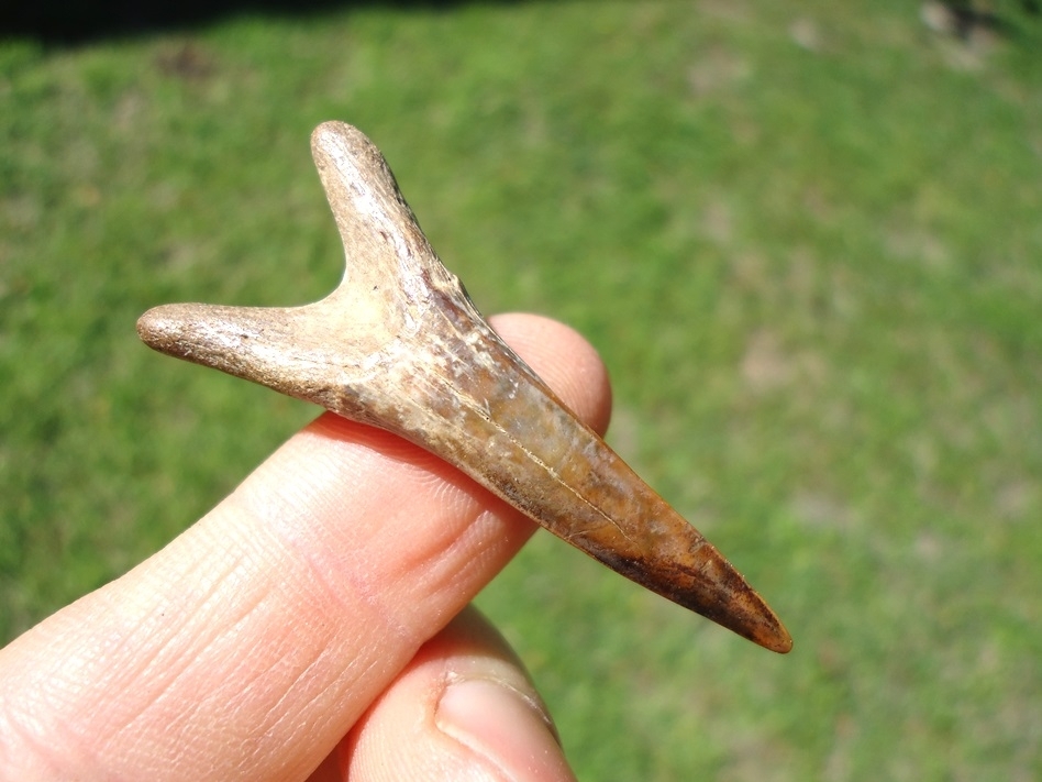 Large image 1 Very Colorful Goblin Shark Tooth