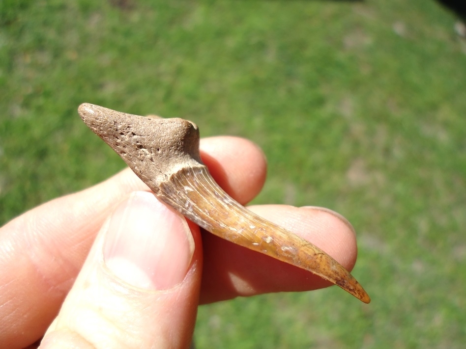 Large image 2 Very Colorful Goblin Shark Tooth