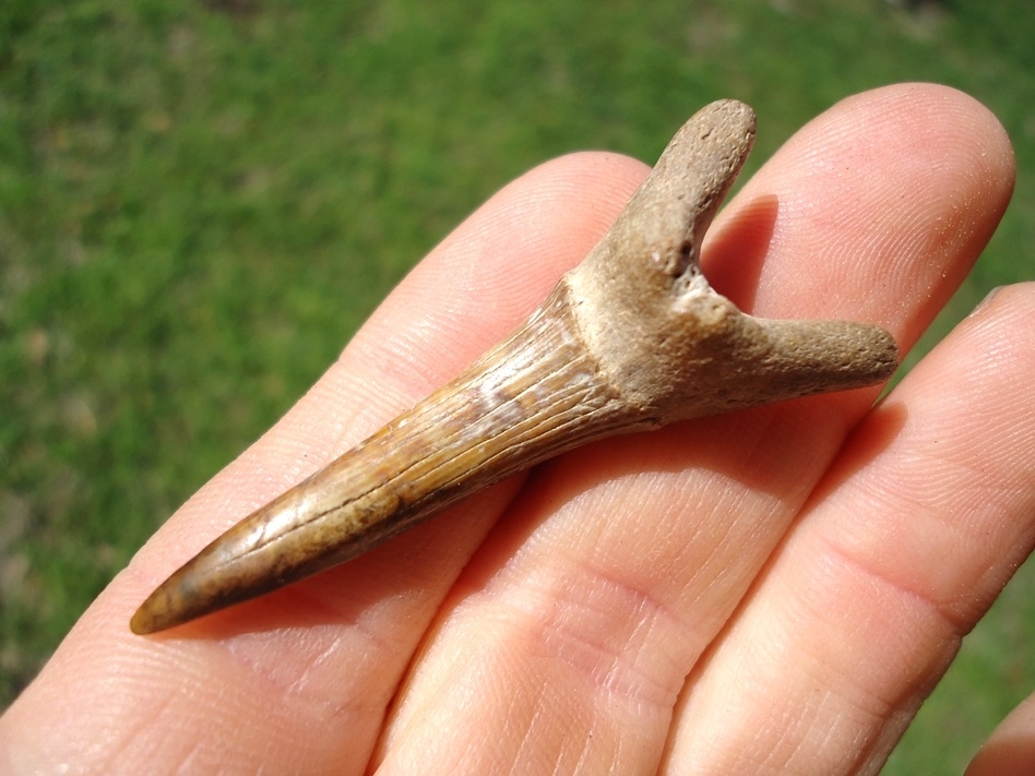 Large image 3 Very Colorful Goblin Shark Tooth