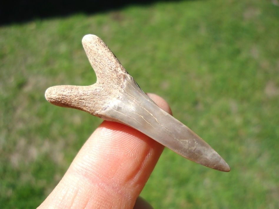 Large image 1 Beautiful Blonde 1.79' Goblin Shark Tooth