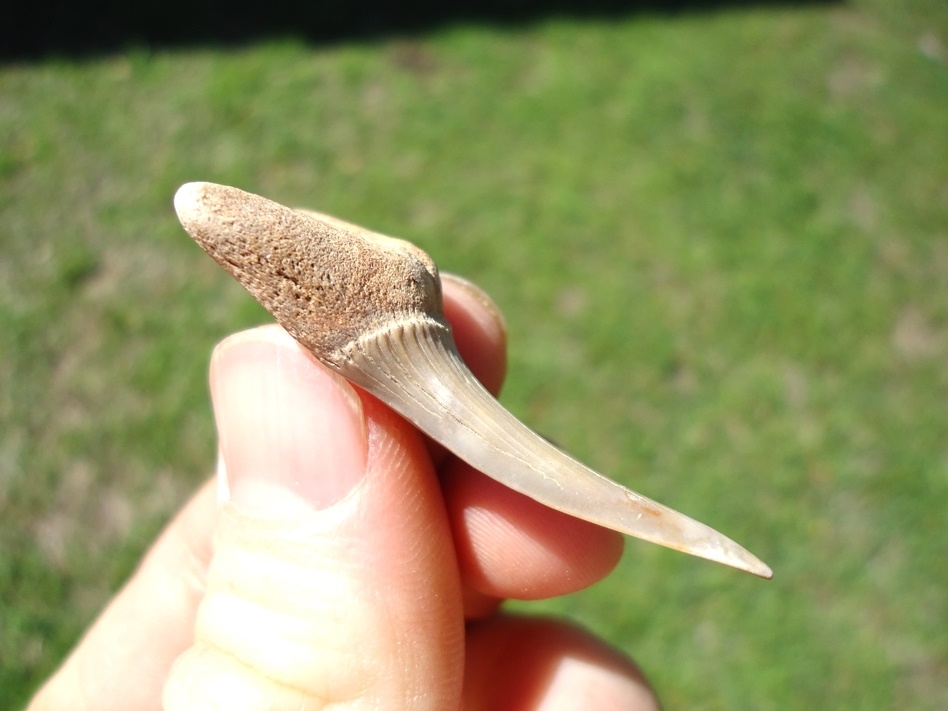 Large image 2 Beautiful Blonde 1.79' Goblin Shark Tooth