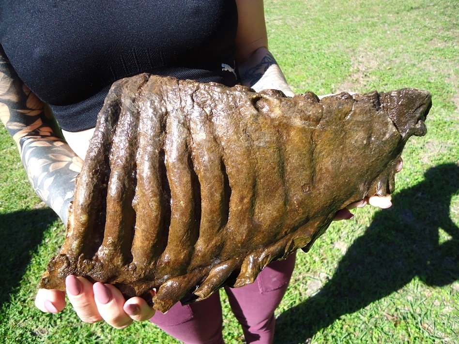 Large image 1 Gorgeous 10  lb Mammoth Tooth