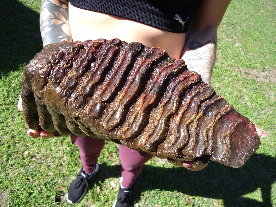 Large image 2 Gorgeous 10  lb Mammoth Tooth