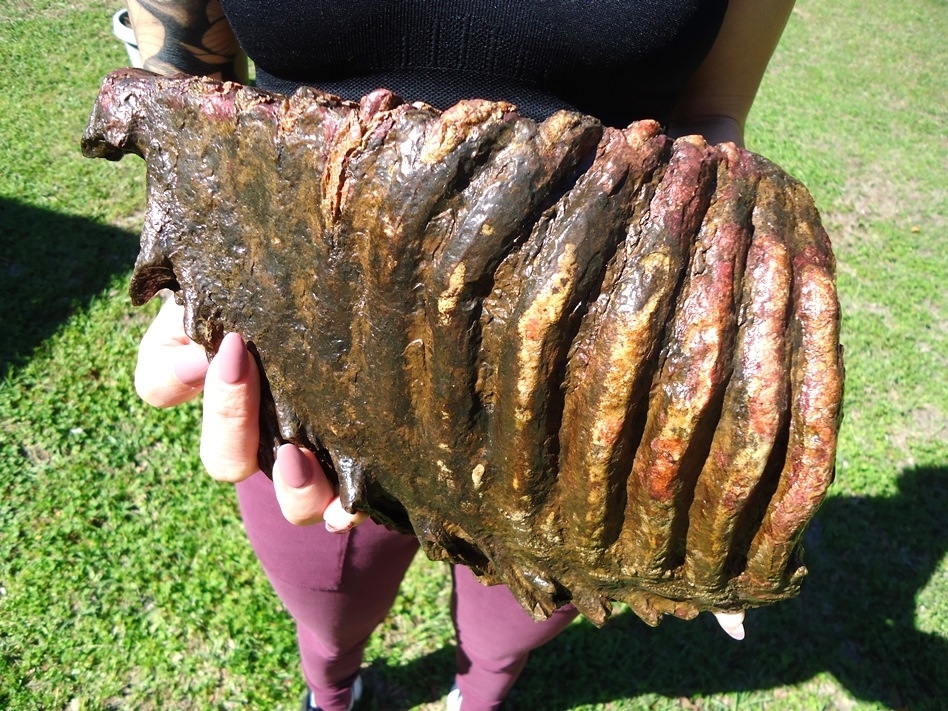 Large image 3 Gorgeous 10  lb Mammoth Tooth