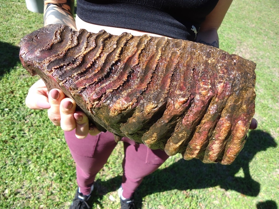 Large image 4 Gorgeous 10  lb Mammoth Tooth