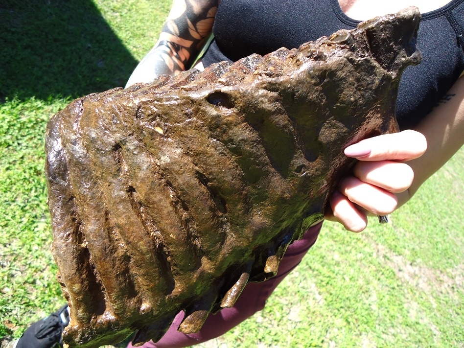 Large image 5 Gorgeous 10  lb Mammoth Tooth