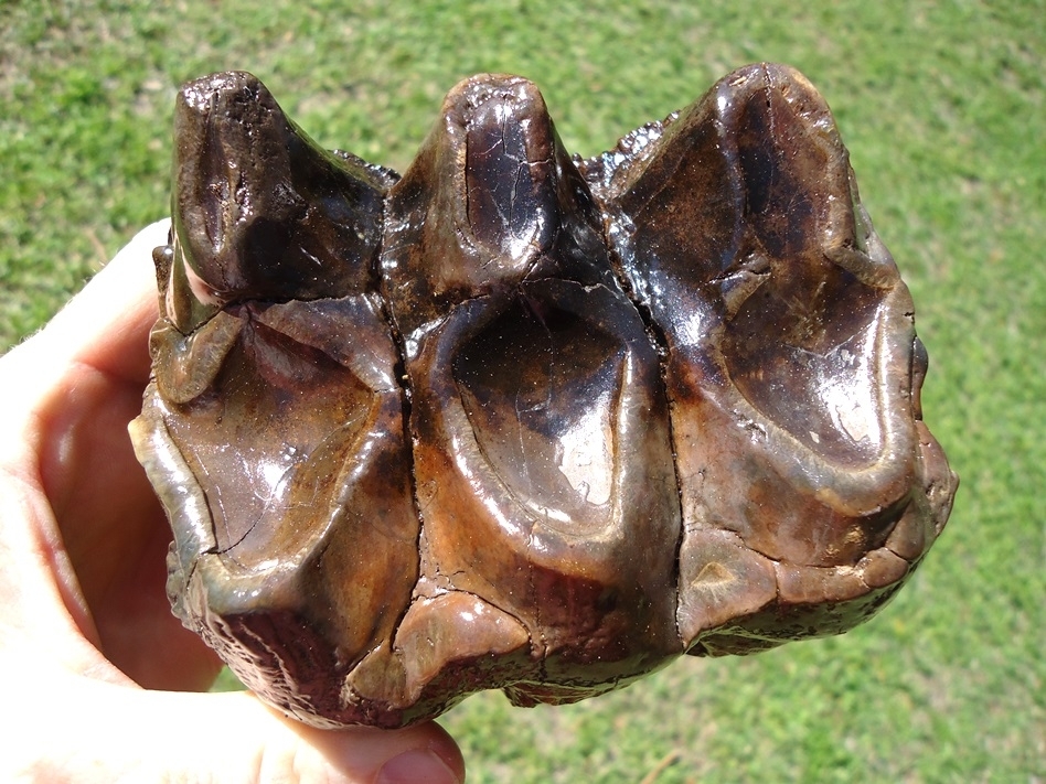 Large image 1 Large Three Hump Mastodon Tooth