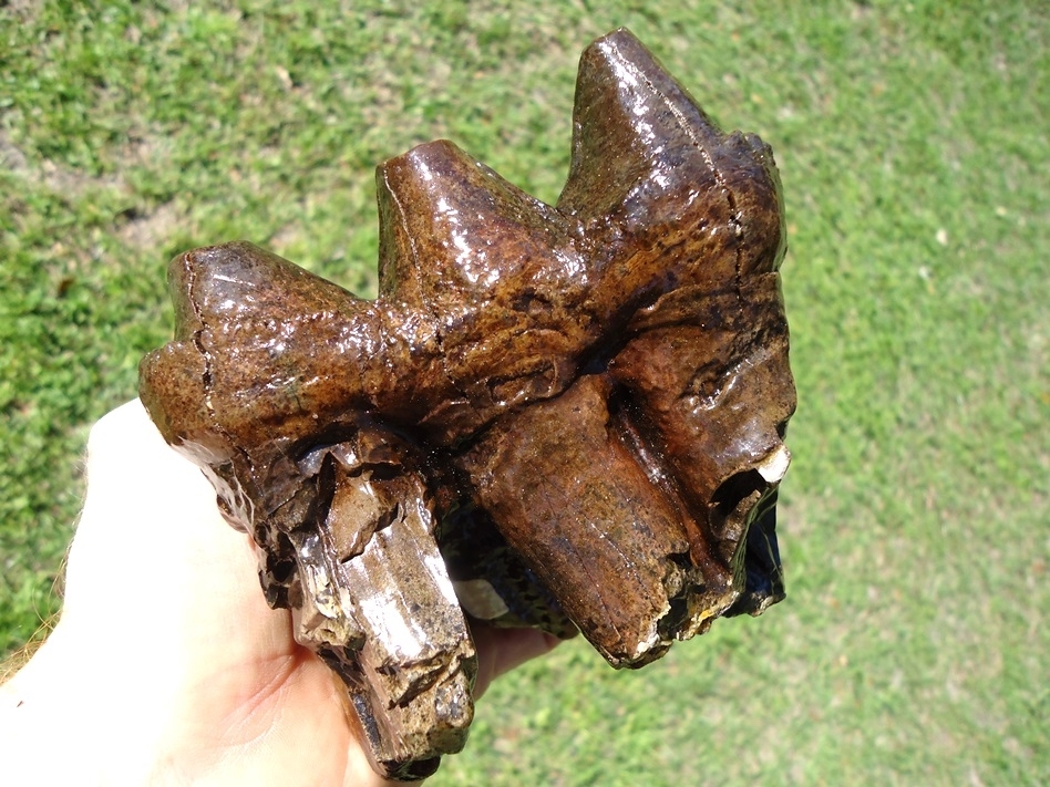 Large image 5 Large Three Hump Mastodon Tooth