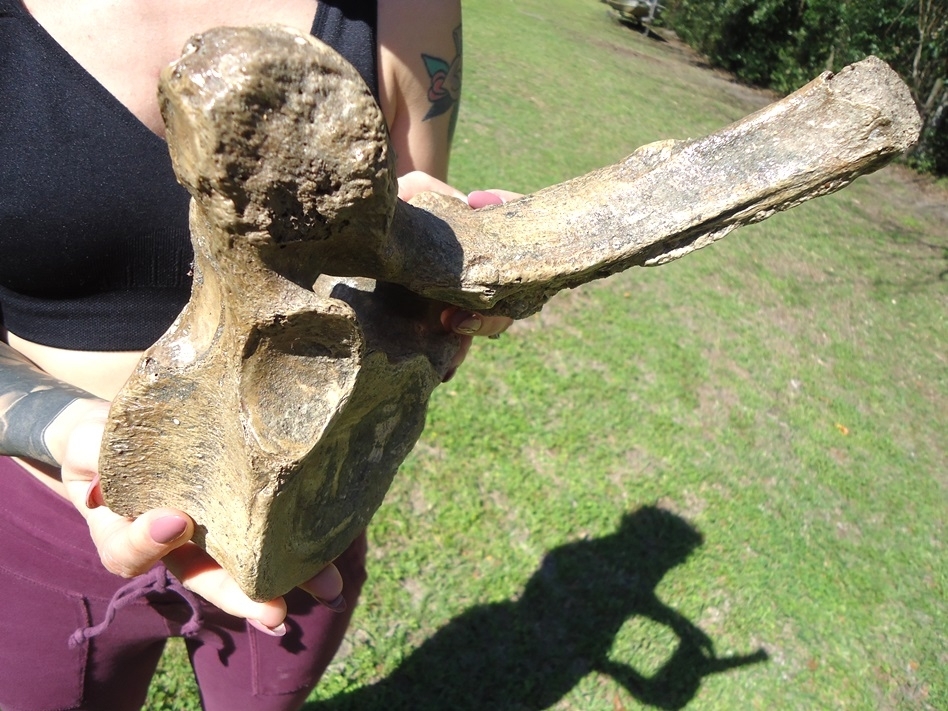 Large image 2 World Class Museum Quality Mastodon Thoracic Vertebra