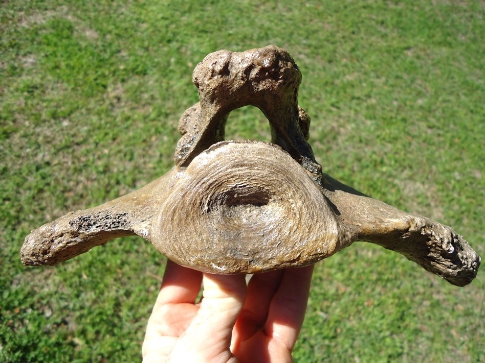 Large image 1 Exceptional Mastodon Caudal Vertebra