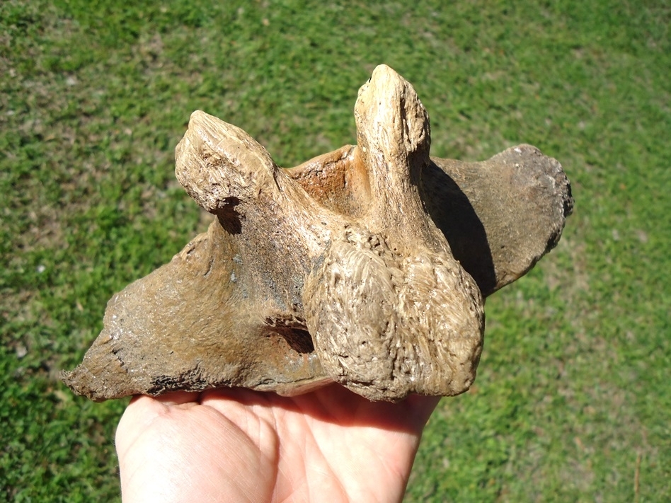 Large image 2 Exceptional Mastodon Caudal Vertebra