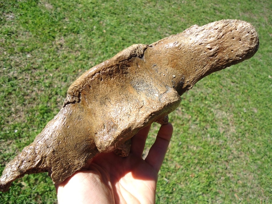 Large image 3 Exceptional Mastodon Caudal Vertebra