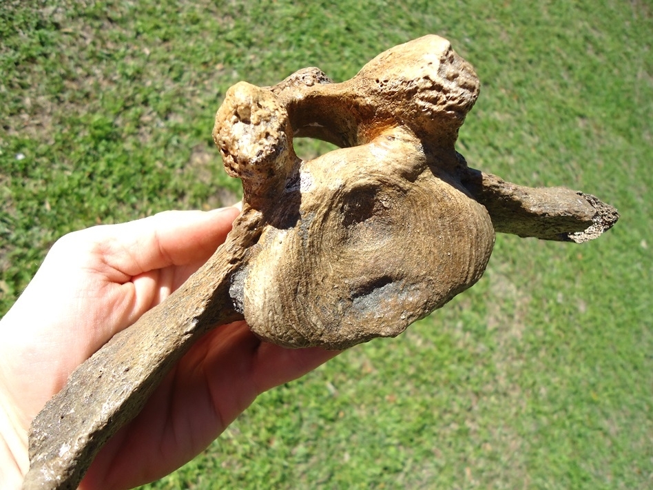 Large image 5 Exceptional Mastodon Caudal Vertebra