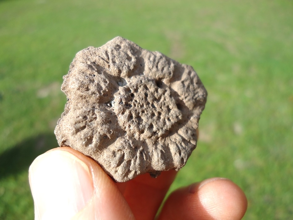 Large image 1 Excellent Glyptodon Scute