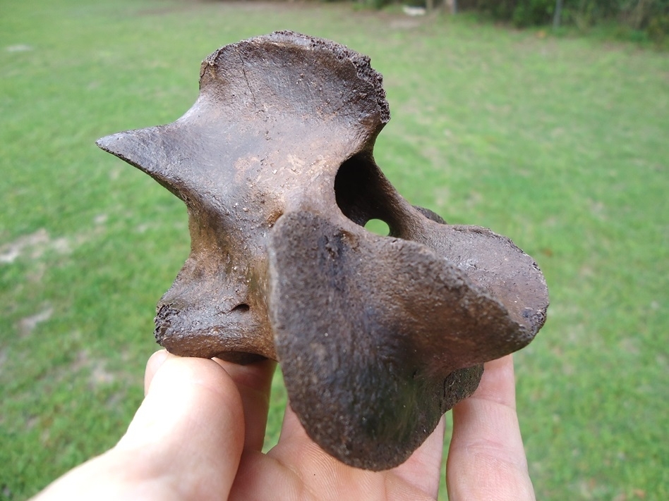 Large image 3 Unique Horse Axis Vertebra