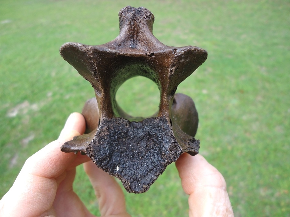 Large image 4 Unique Horse Axis Vertebra