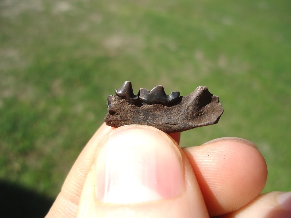 Large image 1 Rare American Mink Mandible with Two Teeth