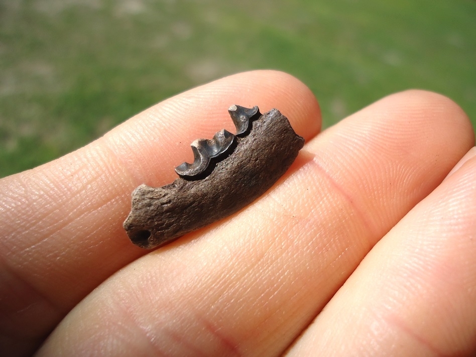 Large image 2 Rare American Mink Mandible with Two Teeth